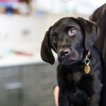 Towerwood Vets, Cookridge