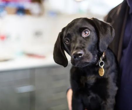 Towerwood Vets, Cookridge