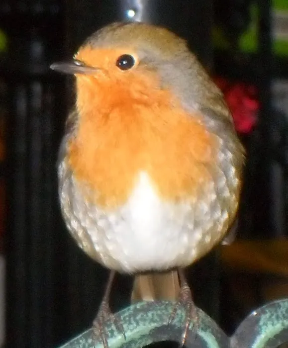 Wild Bird Food Shop Northern Ireland & Garden Fireworks Picture 5
