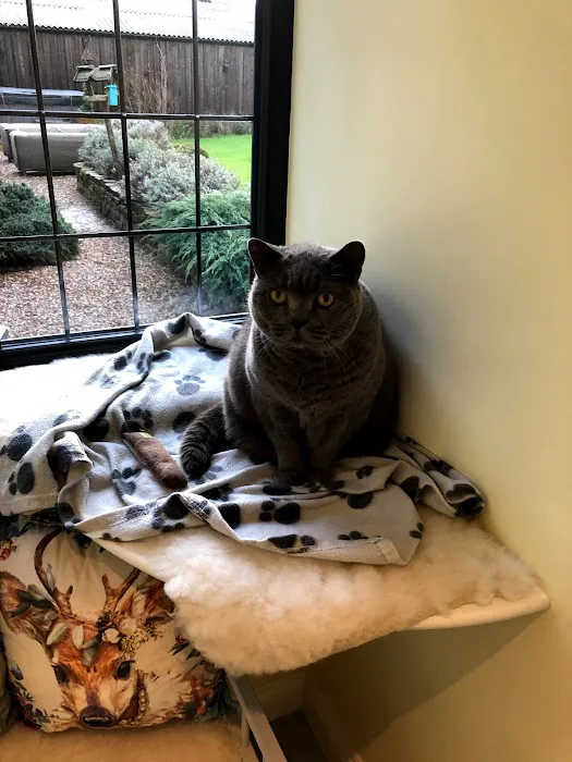 Paw Seasons Boutique Feline Hotel Picture 1