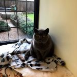 Paw Seasons Boutique Feline Hotel