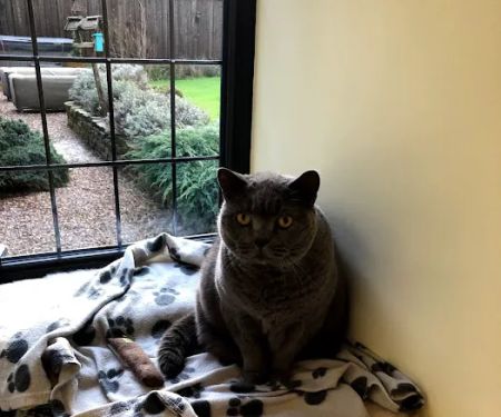 Paw Seasons Boutique Feline Hotel