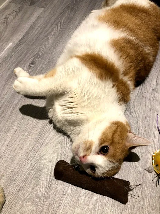 Paw Seasons Boutique Feline Hotel Picture 3