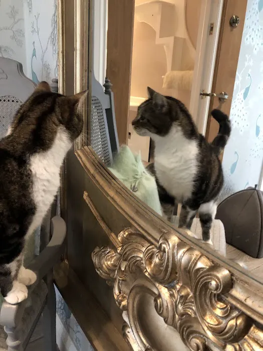 Paw Seasons Boutique Feline Hotel Picture 2