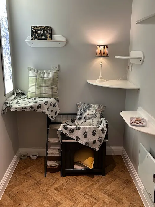 Paw Seasons Boutique Feline Hotel Picture 4