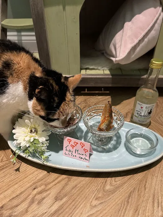 Paw Seasons Boutique Feline Hotel Picture 5
