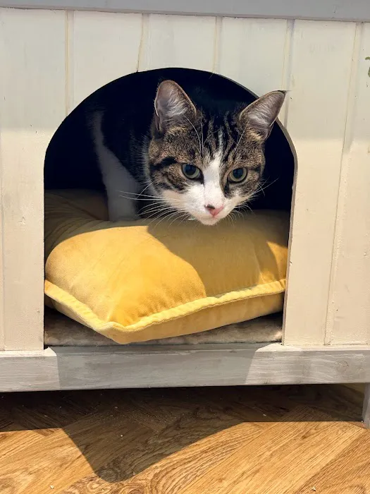 Paw Seasons Boutique Feline Hotel Picture 8