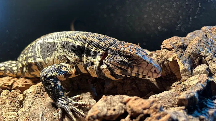 Designer Reptiles LTD Picture 6