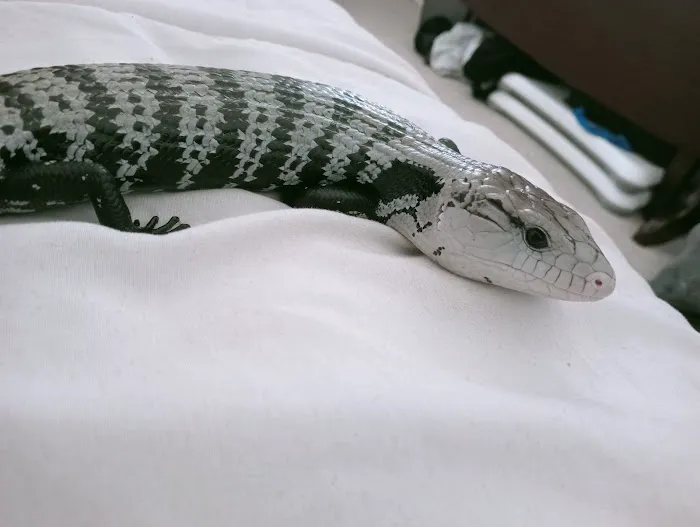 Designer Reptiles LTD Picture 5