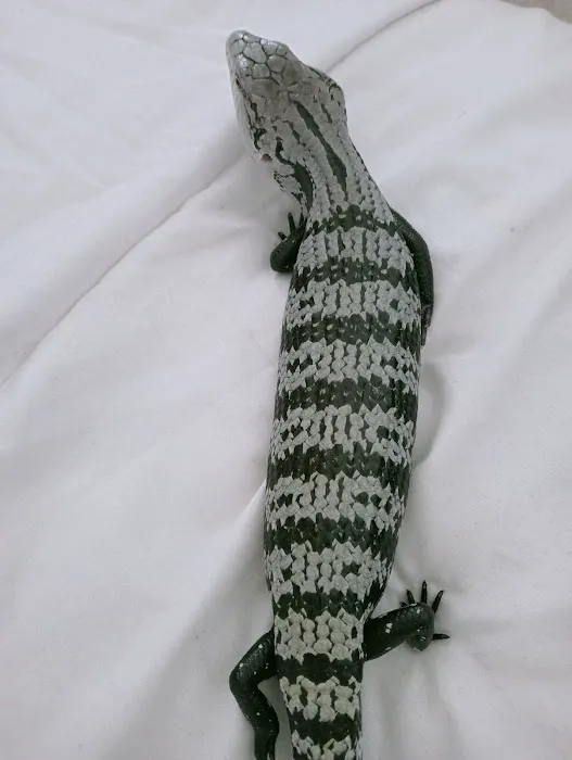 Designer Reptiles LTD Picture 1