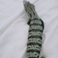 Designer Reptiles LTD ico