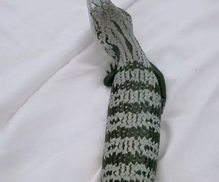 Designer Reptiles LTD