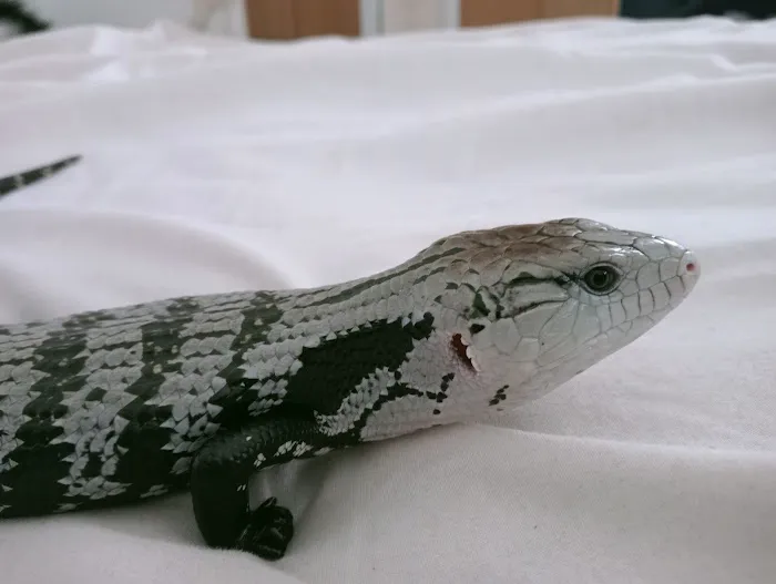 Designer Reptiles LTD Picture 4