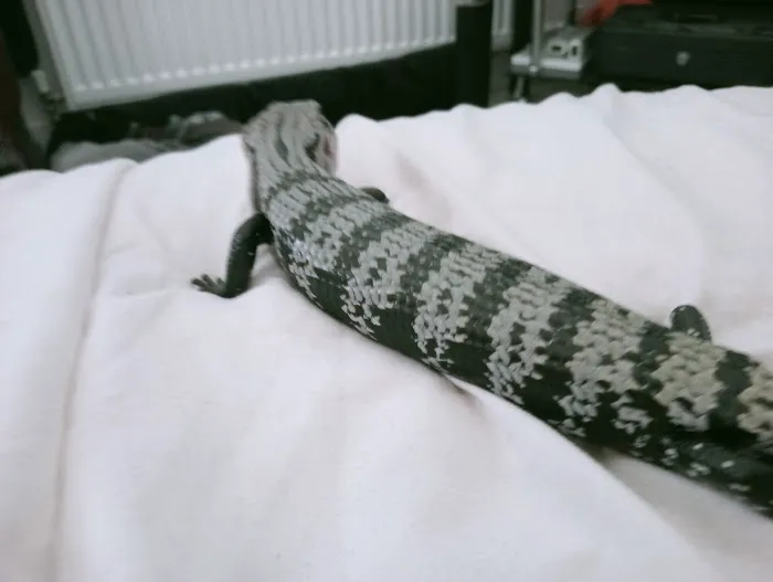 Designer Reptiles LTD Picture 7