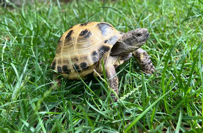 Designer Reptiles LTD Picture 8