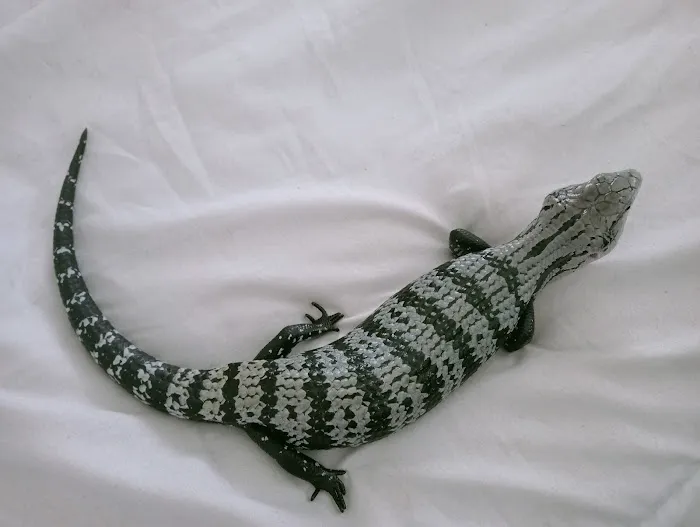 Designer Reptiles LTD Picture 10