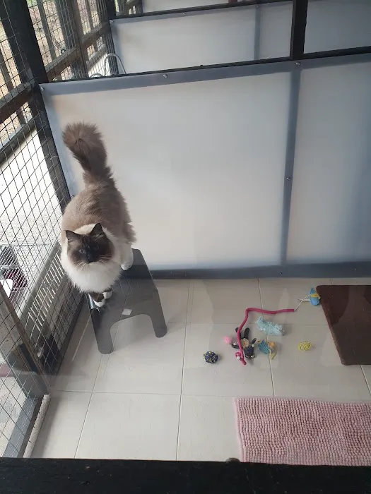 Brooklynne Cattery Picture 7