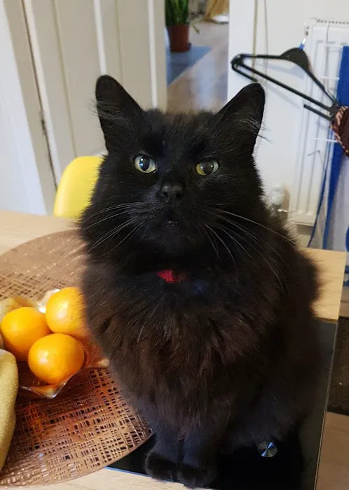 Brooklynne Cattery Picture 6