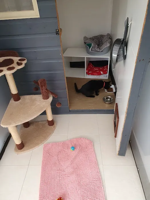 Brooklynne Cattery Picture 10