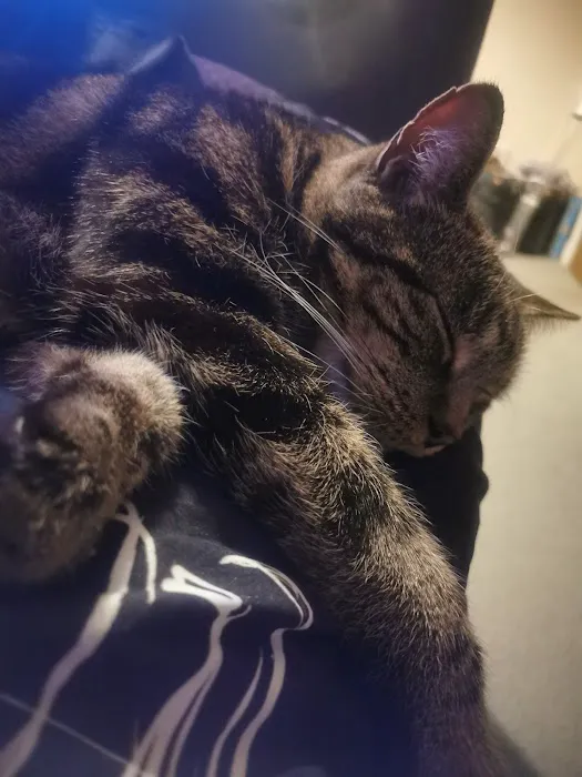 Brooklynne Cattery Picture 8
