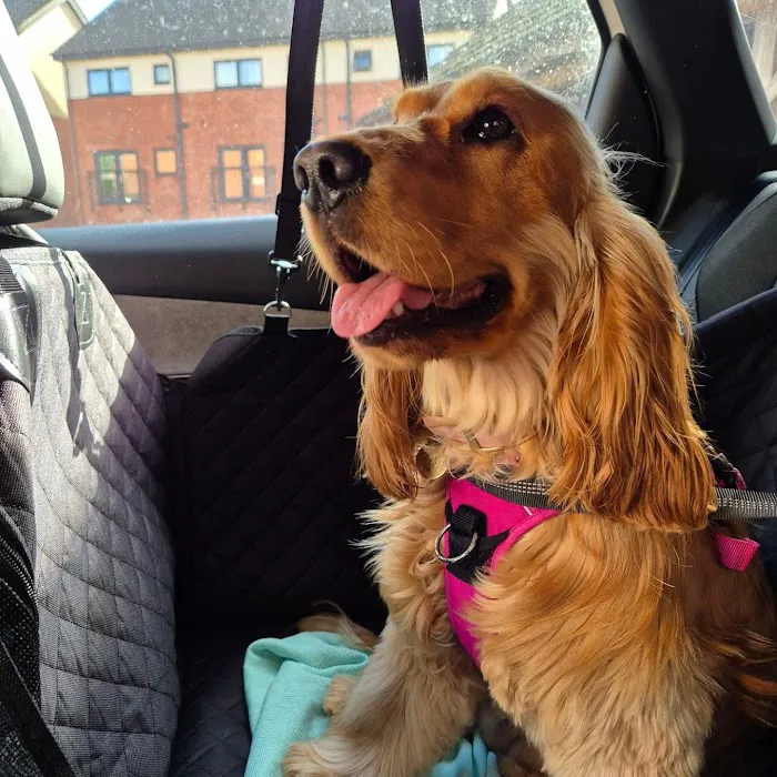 Vets4Pets - Beverley Picture 4