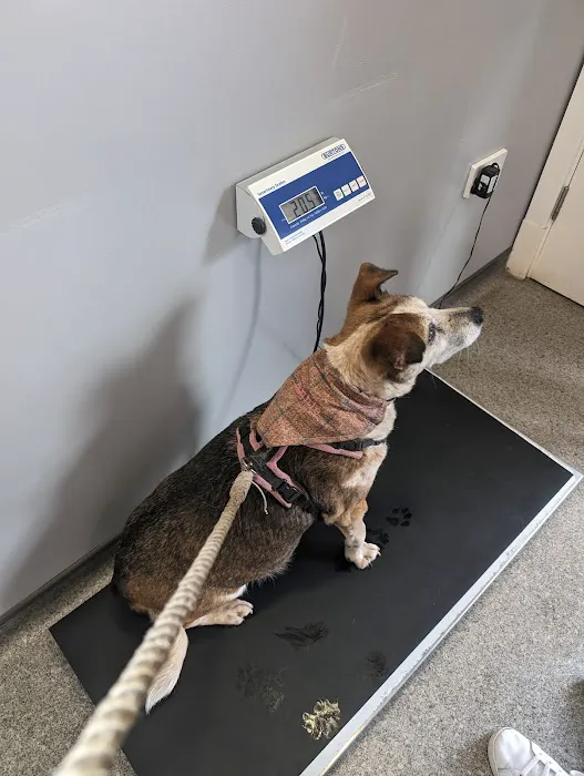 Vets4Pets - Beverley Picture 7