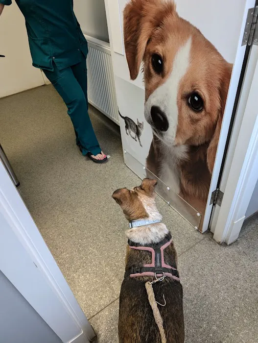 Vets4Pets - Beverley Picture 5
