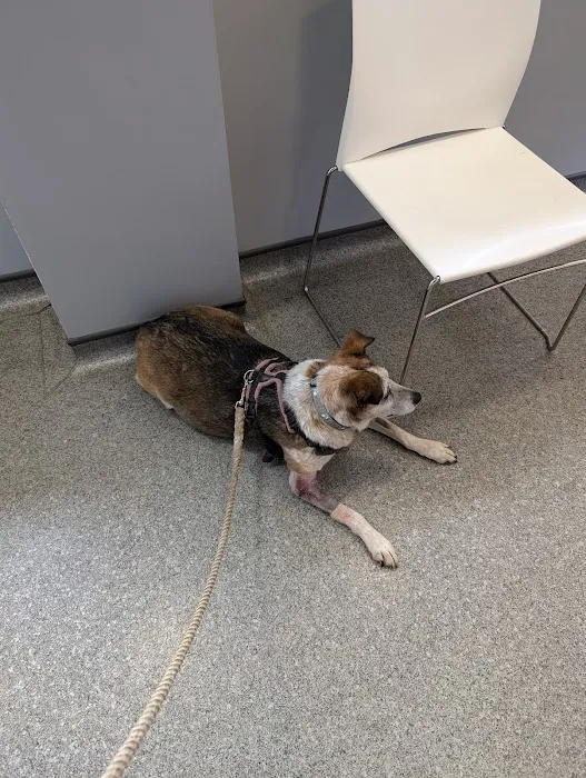 Vets4Pets - Beverley Picture 10