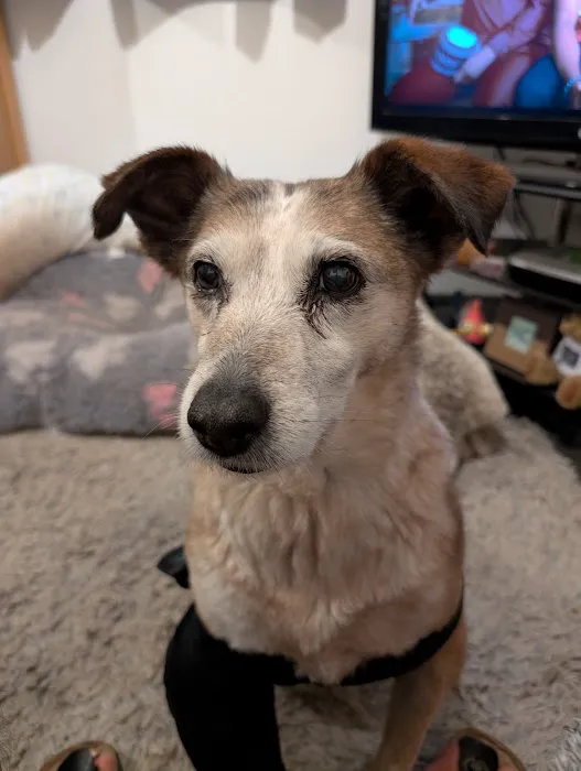 Vets4Pets - Beverley Picture 8