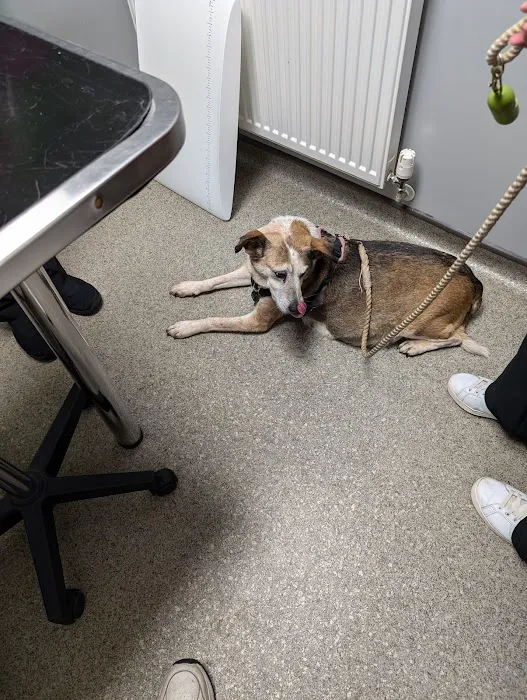 Vets4Pets - Beverley Picture 9