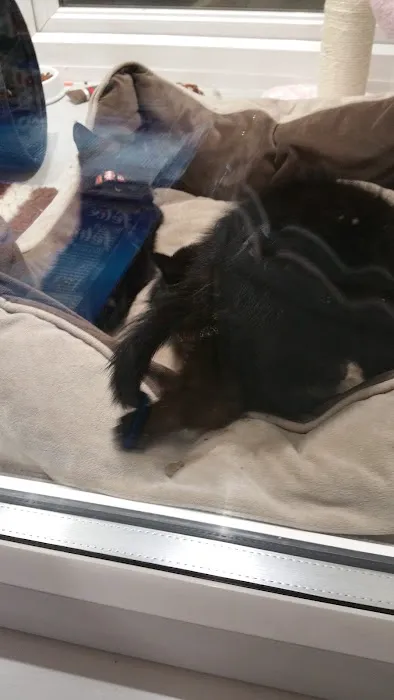 Paw Prints Picture 7