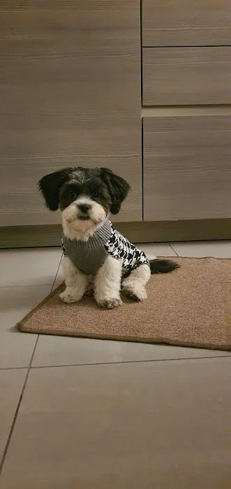 Paw Prints Picture 8