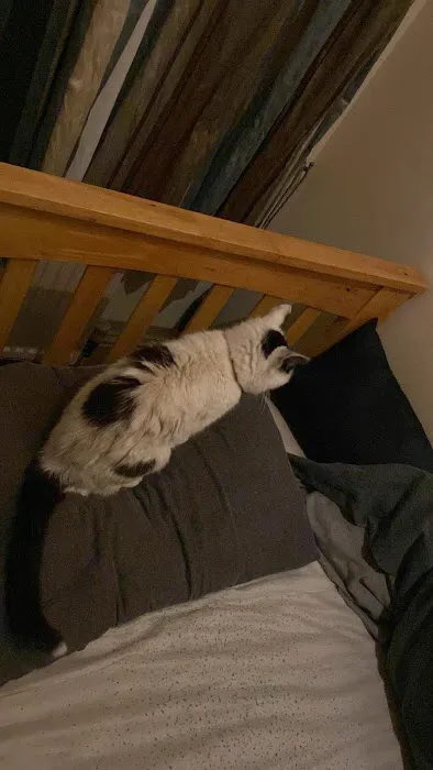 Paw Prints Picture 10