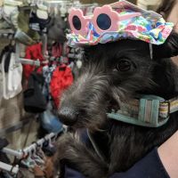 Pets at Home Halifax ico