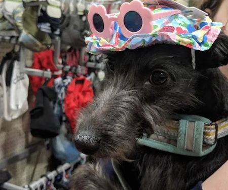 Pets at Home Halifax