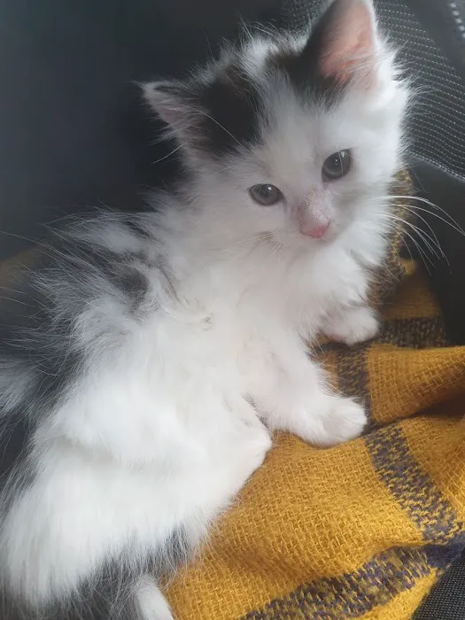 Pets at Home Halifax Picture 7