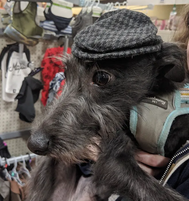 Pets at Home Halifax Picture 10