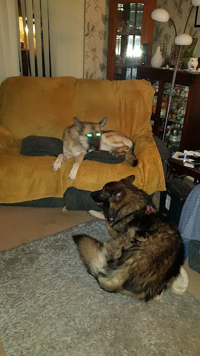 Pets at Home Brighouse Picture 2