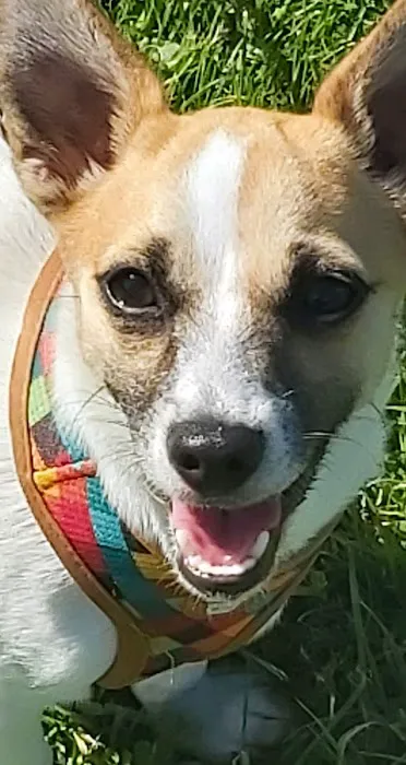 Pets at Home Brighouse Picture 5