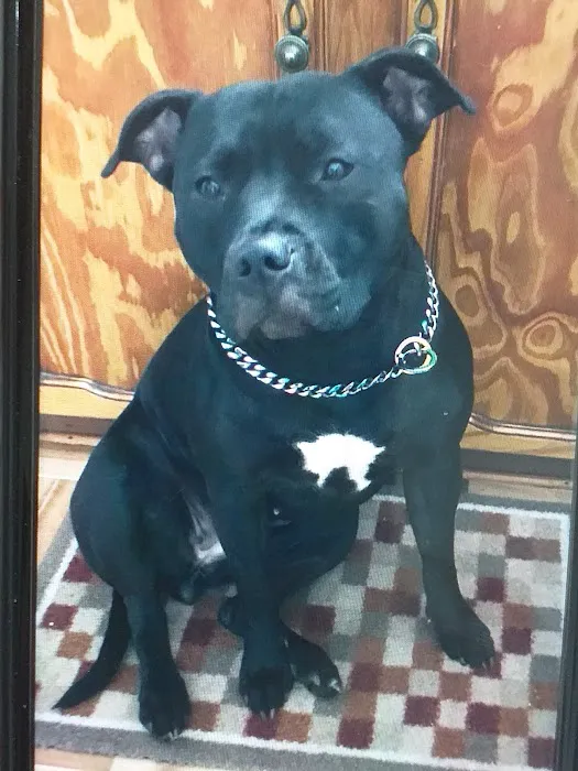 Pets at Home Brighouse Picture 10