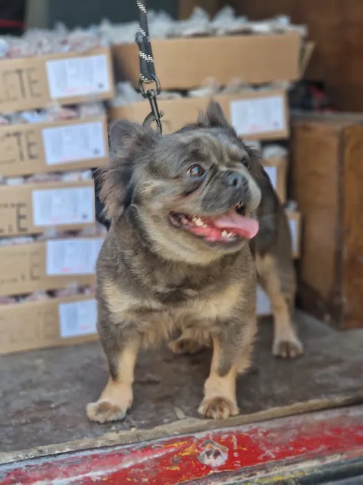 Halifax Hounds Raw ltd Picture 10