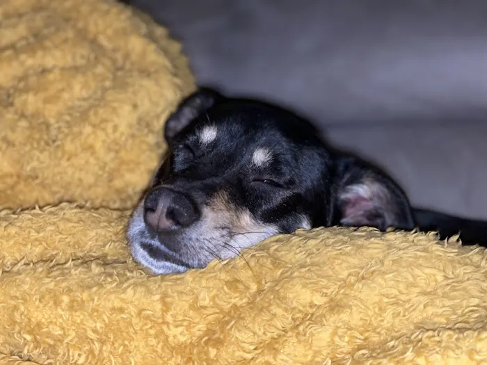 Pets at Home Barnsley Cortonwood Picture 6