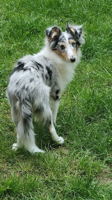 Pets at Home Barnsley Cortonwood Picture 10