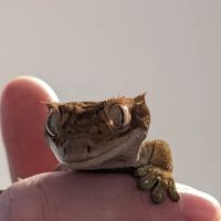 Dearne Valley Pet Centre Ltd ico