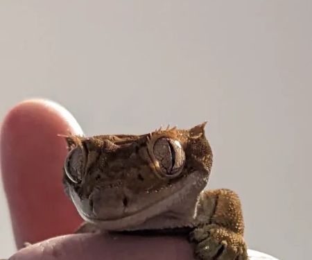 Dearne Valley Pet Centre Ltd