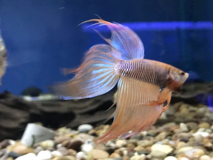 Dearne Valley Pet Centre Ltd Picture 10