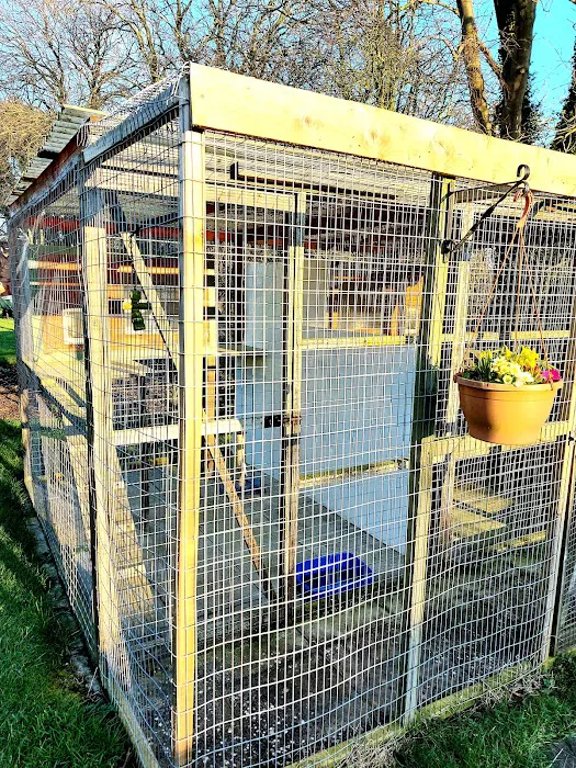 Field Cottage Cattery Picture 3
