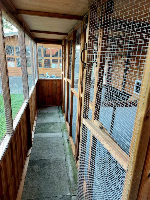 Field Cottage Cattery Picture 2