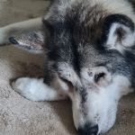 Eastfield Veterinary Clinic, Cleethorpes