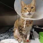 Clear Ridge Veterinary Surgery